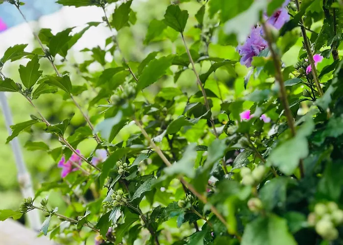 Pod Czeresnia 슈체친